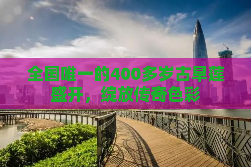 全国唯一的400多岁古旱莲盛开，绽放传奇色彩