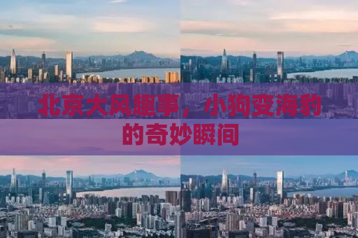 北京大风趣事，小狗变海豹的奇妙瞬间