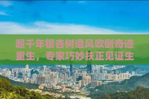 超千年银杏树遭风吹倒奇迹重生，专家巧妙扶正见证生命力量