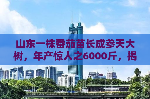 山东一株番茄苗长成参天大树，年产惊人之6000斤，揭秘背后的故事