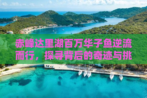 赤峰达里湖百万华子鱼逆流而行，探寻背后的奇迹与挑战